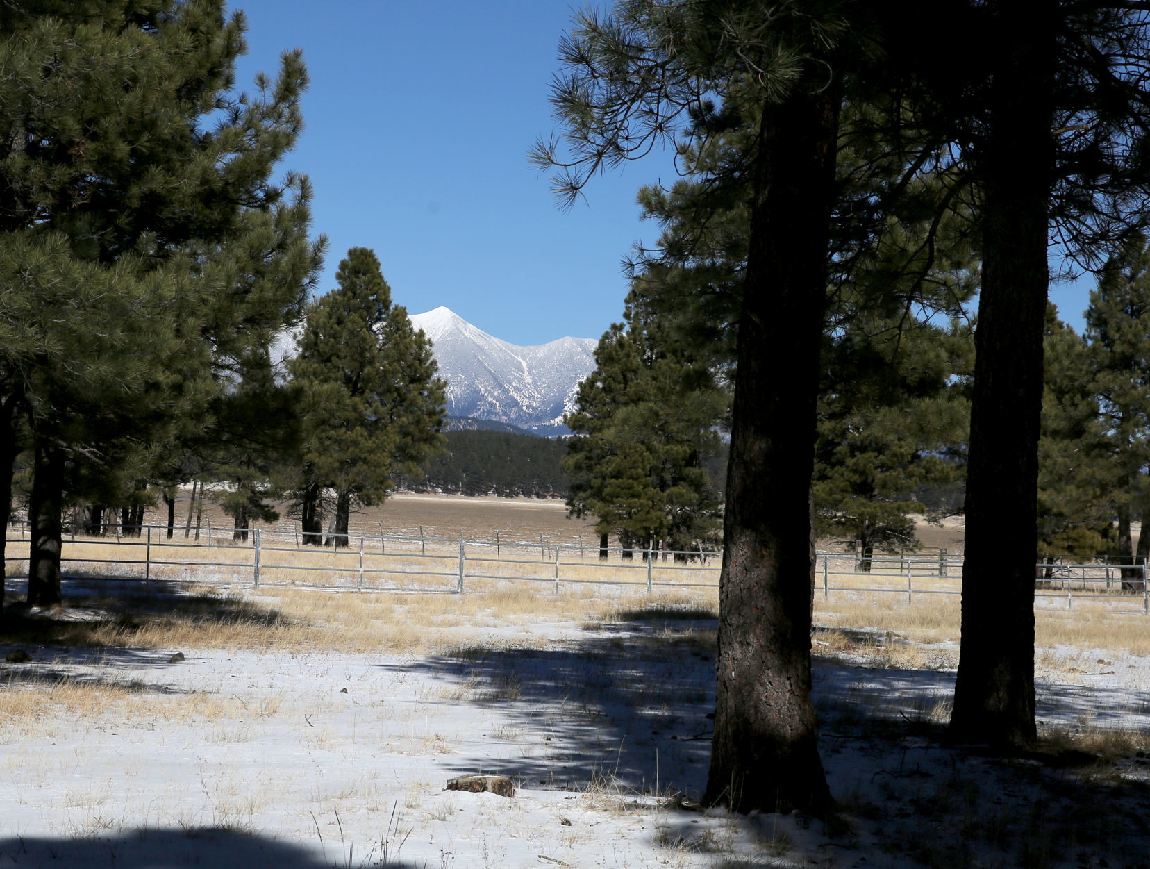 Heavily Treed View